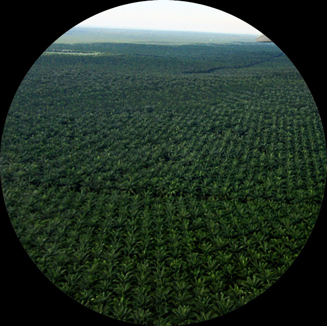 palm plantations binocular view