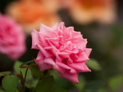 foto de rosa florecida