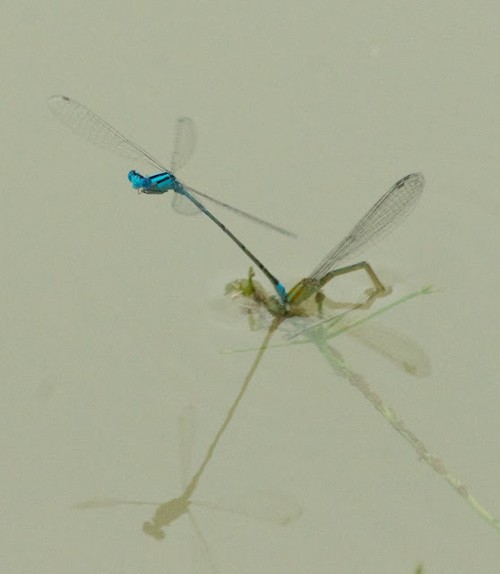 Pseudagrion microcephalum