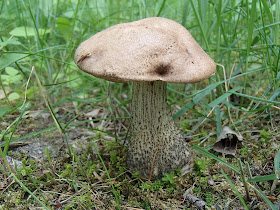 Mazury, żeglowanie, Mikołajki,`Cicha Zatoka, koźlarz babka, Leccinum scabrum, żagiew łuskowata, Polyporus squamosus, pieczarka, czernidłak, Coprinus