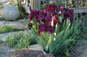 Iris pumila  "Cherry Garden"