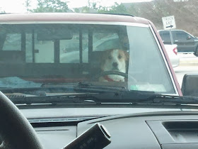 Cute dogs - part 7 (50 pics), dog sits in the car in the driver seat