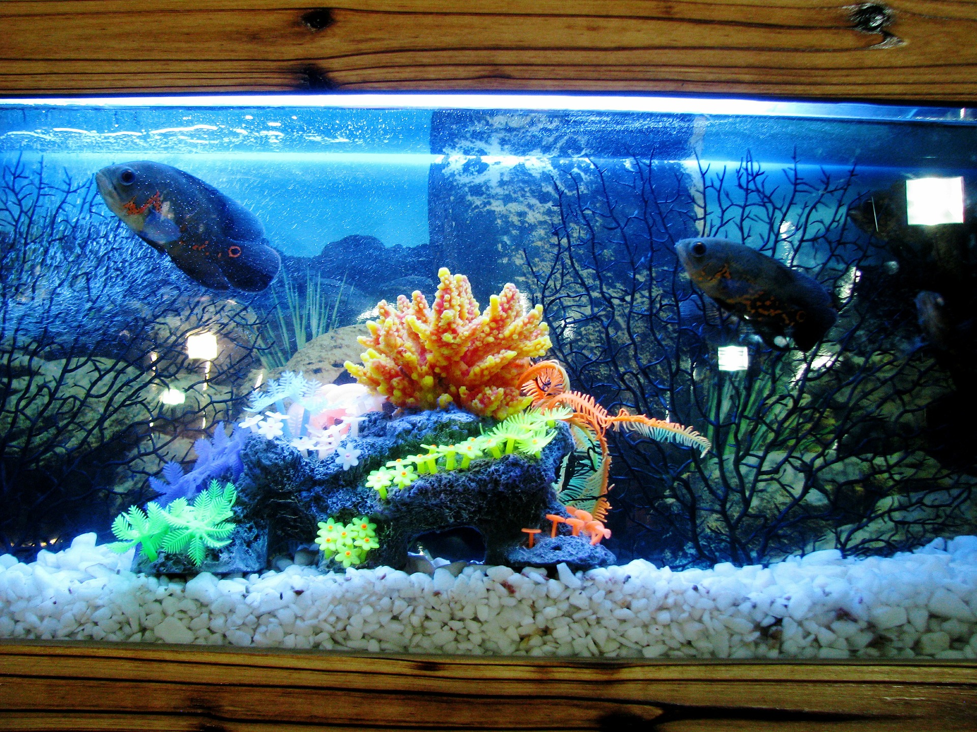 Aquarium Supplies Online