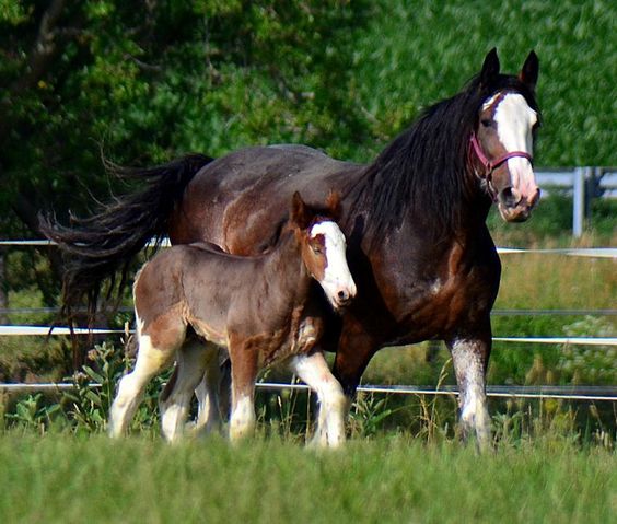 Clydesdale Horse