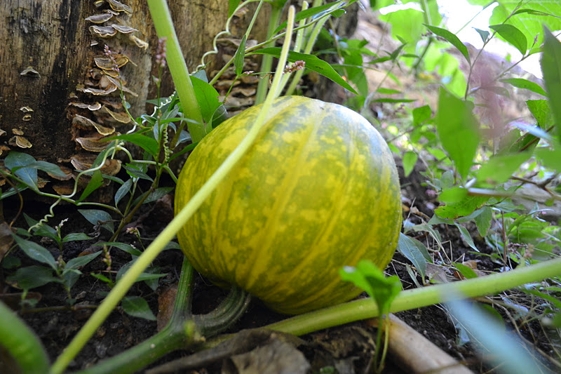Summer Squash Varieties