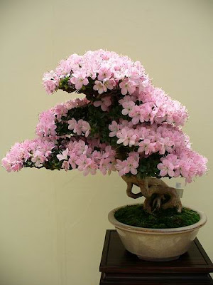 bonsai trees