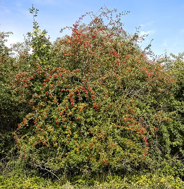 Hawthorn bush with masses of red berries