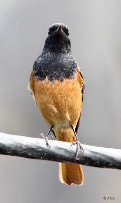 Black Redstart