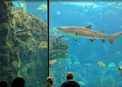 The Florida Aquarium, The Florida Aquarium Images, The Florida Aquarium Photo