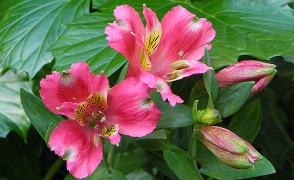 Coral and Yellow Peruvian lily