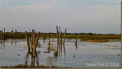 Viera Wetlands (68)