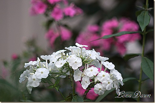DavidPhlox_Sept3