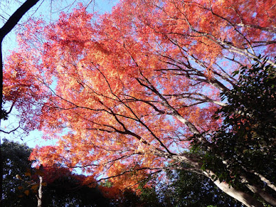 龍尾寺・もみじの紅葉