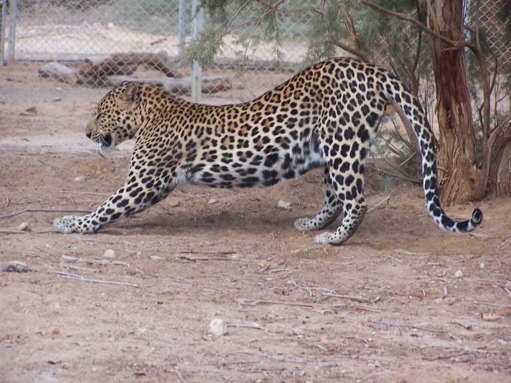 Leopard Tiger Stretching Wallpaper | Wallpaper ME