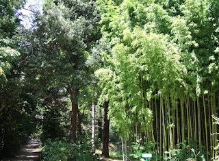 Montpellier, Jardin des plantes