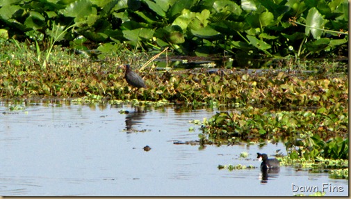 OrlandoWetlands_028