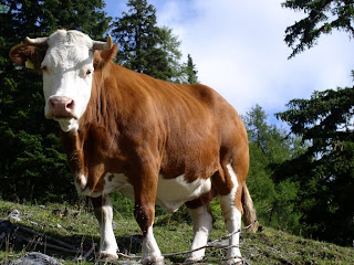 bayern cow
