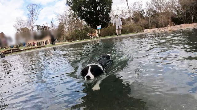 保護犬 ボーダーコリー トーマ 小谷流の里ドギーズアイランド