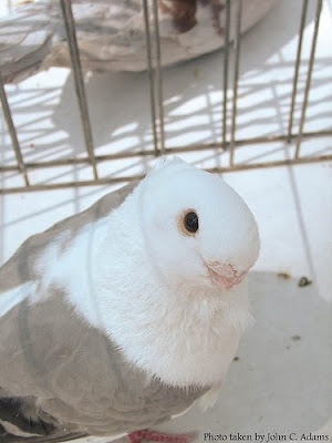 African Owl Pigeon