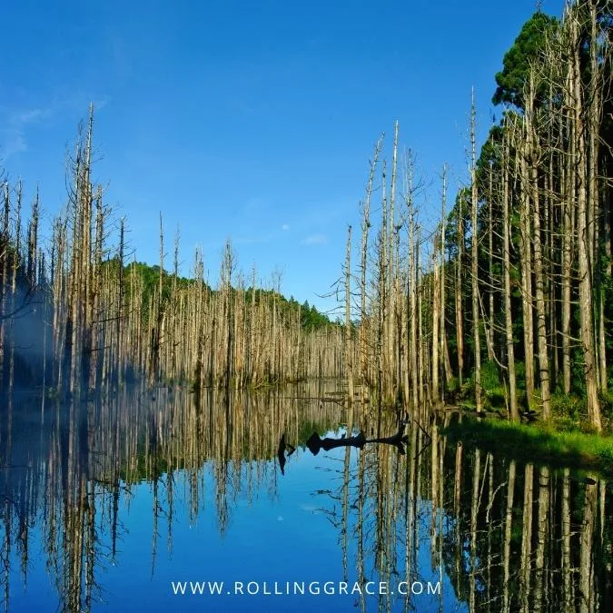 Shuiyang Forest Alishan Shuiyang Forest taiwan