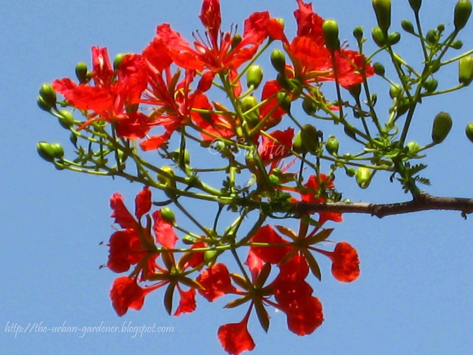 The Urban Gardener: Summer sherbet : Mumbai's flowering trees