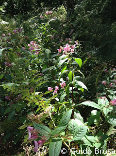 Impatiens glandulifera