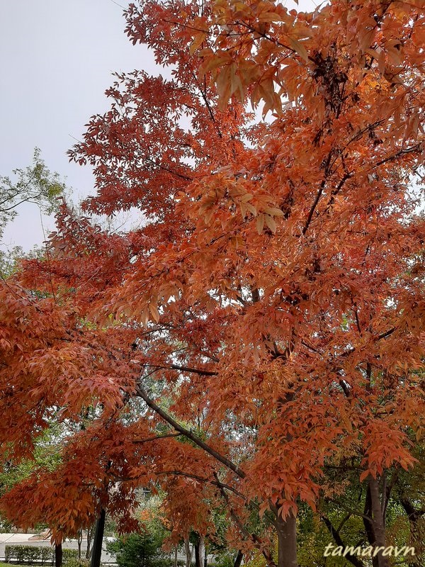 Клён маньчжурский (Acer mandshuricum)