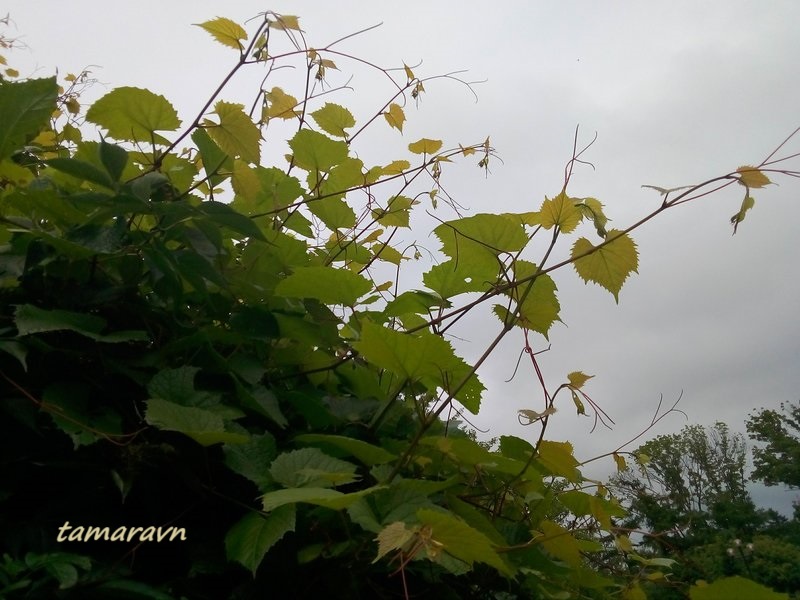 Виноград амурский (Vitis amurensis)