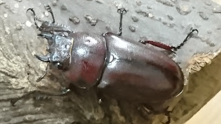 クロシマノコギリ♀３２mm 種親 赤系