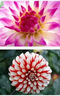 Keanggunan bentuk bunga dahlia