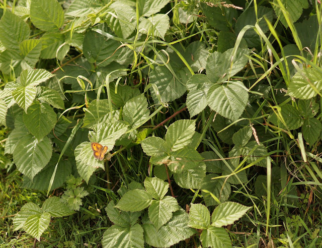 butterflies in Norfolk in summer 2017