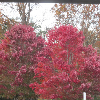 red dogwood trees