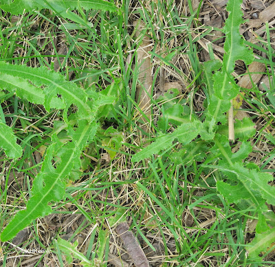 Canada thistle, Cirsium arvense