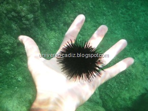 Gaditano