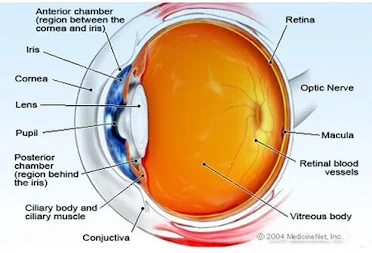 Anatomy of the eye