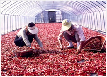 Yoengyang Redpeppers 02
