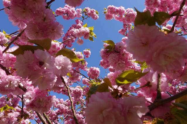 別所川渓流植物園　ヤエザクラ（八重桜）