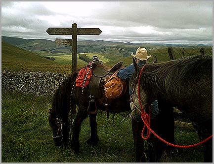 cheviots2008