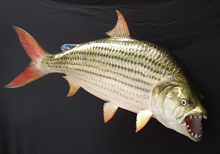 tiger fish carnivora piranha