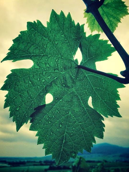 Gouttes de pluie sur une feuille de Riesling