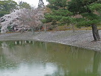 一升石11万1千個を100mに渡って見事に敷き詰めた丸く白い石と桜。