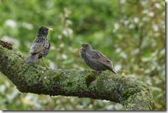 Starlings