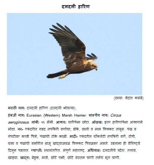 Eurasian Western Marsh Harrier daldali harin bhovatya information in marathi