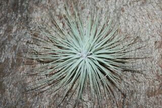 tillandsia magnusiana