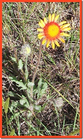 Gaillardia