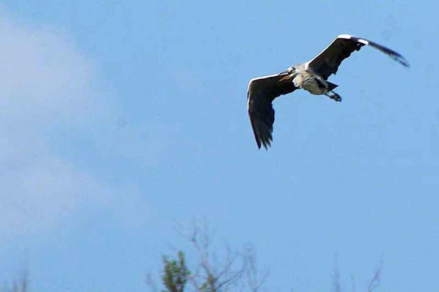 Grey Heron flying