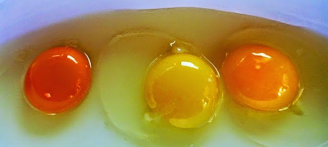  bagaimana cara mengetahui telur yang sehat dan telur yang tidak sehat Yuk Pahami Cara Mengetahui Telur yang Sehat untuk Dikonsumsi?