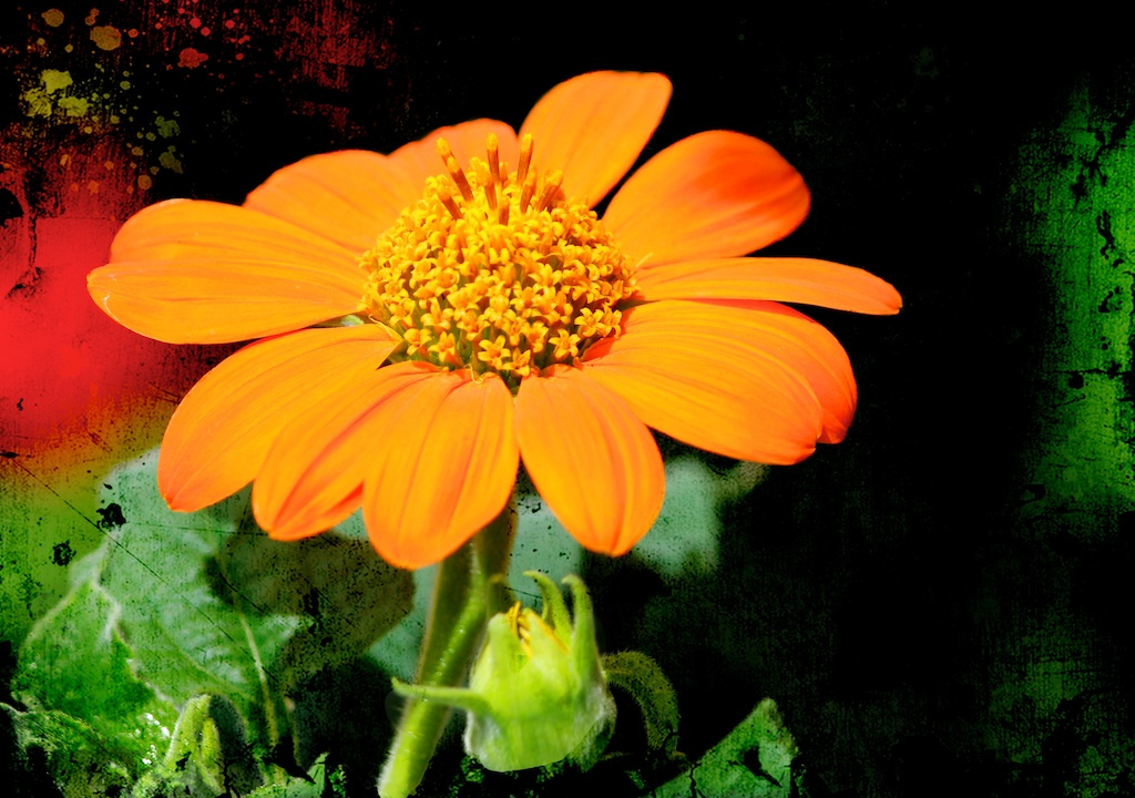 Orange flower