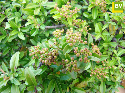 Espino de fuego o piracanta (Pyracantha coccinea M.Roem.).