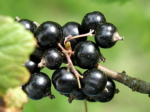 Black Wine Fruit